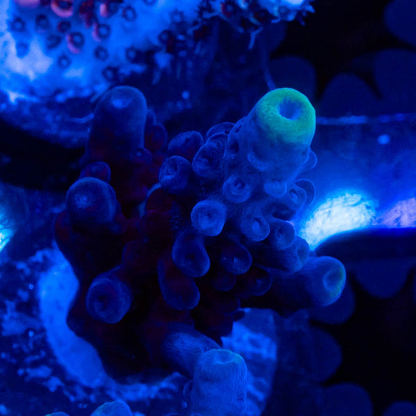 FHC Blueberry Muffin