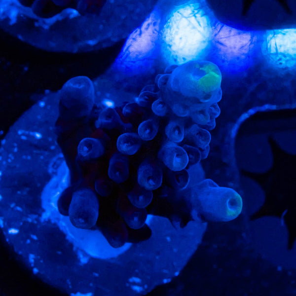 FHC Blueberry Muffin