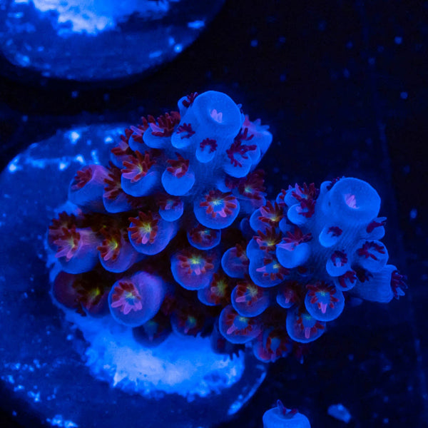 Uchins Shimmer and Shine