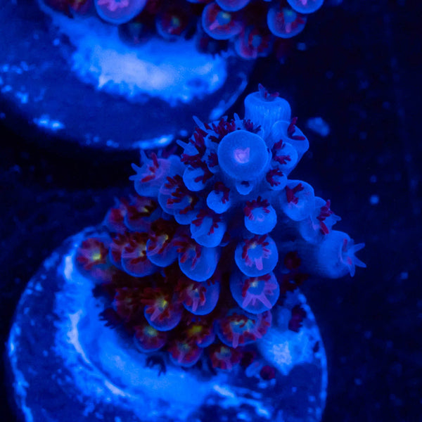 Uchins Shimmer and Shine