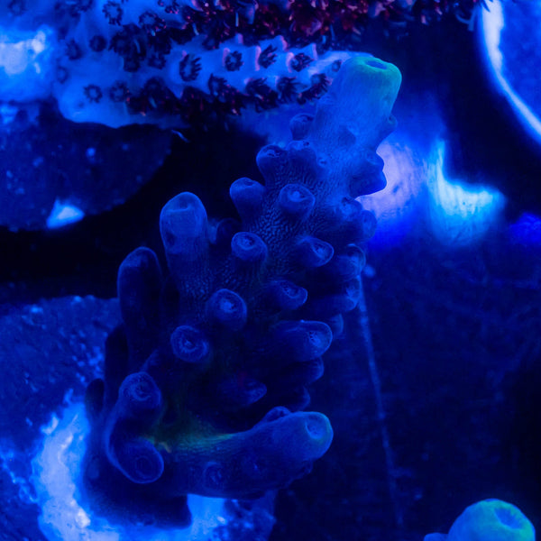 FHC Blueberry Muffin