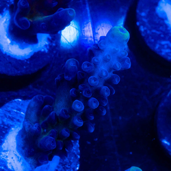 FHC Blueberry Muffin