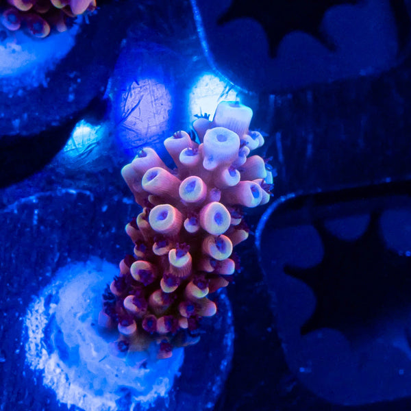 RR Canada Pink Cadillac