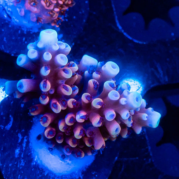 RR Canada Pink Cadillac