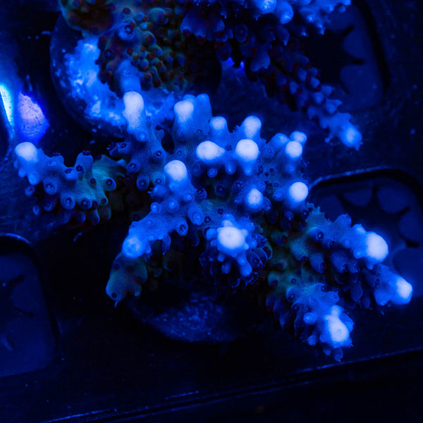 RP Blue Tip Green Slimer