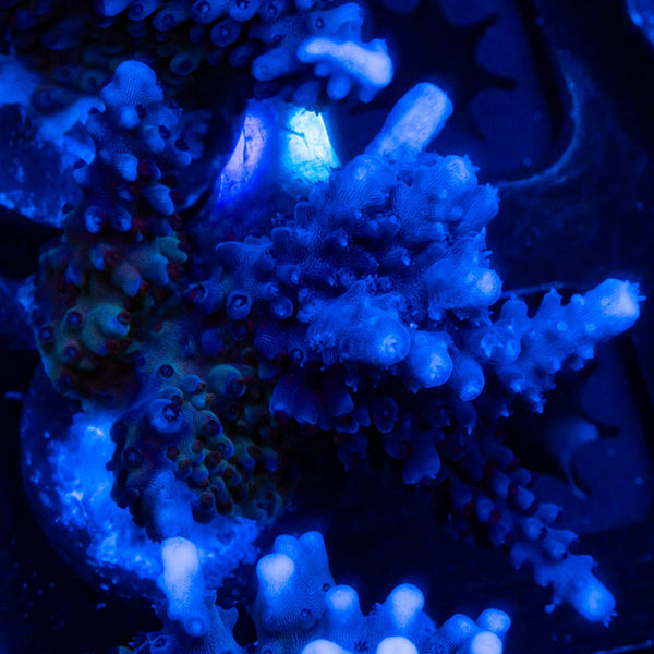 RP Blue Tip Green Slimer