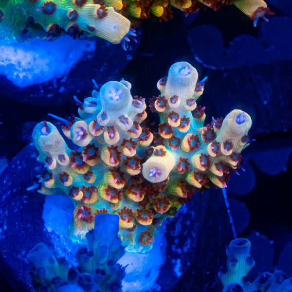 FHC Chemical Reaction