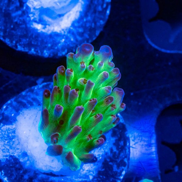 BC ATL OG Raspberry Lemonade