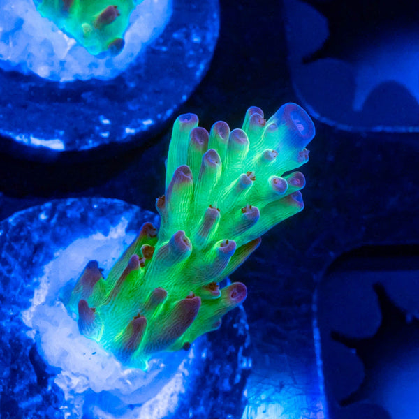 BC ATL OG Raspberry Lemonade