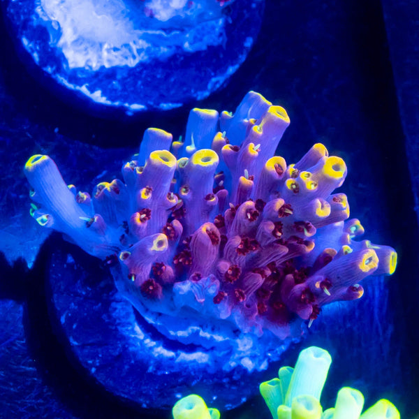 TSA Spyro the Dragon