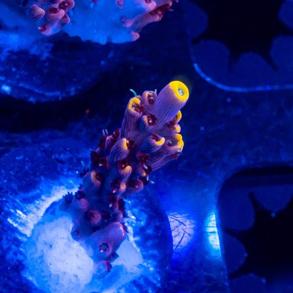 TSA Spyro the Dragon