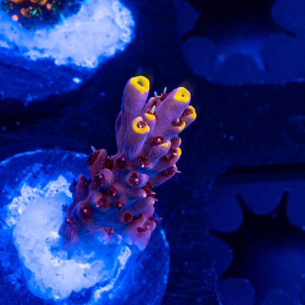 TSA Spyro the Dragon