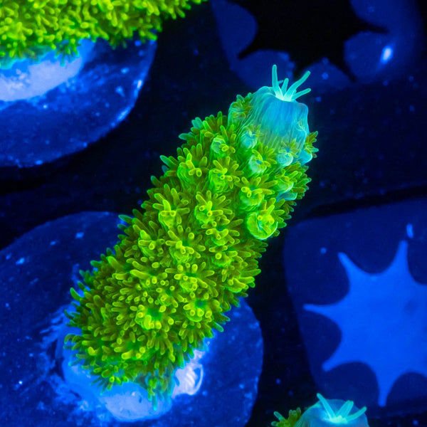 FHC Jolly Green Giant