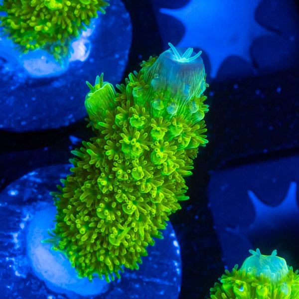 FHC Jolly Green Giant