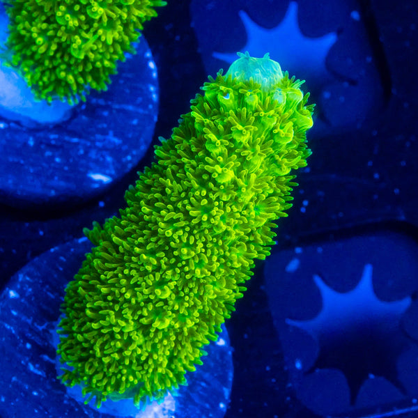 FHC Jolly Green Giant