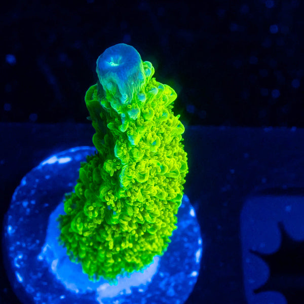 FHC Jolly Green Giant