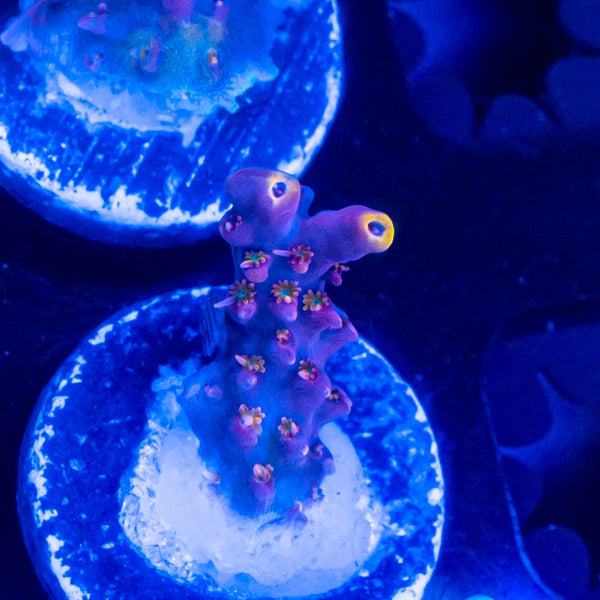 FHC Pinky and the Brain