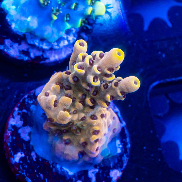 FHC Peanut Butter Breath