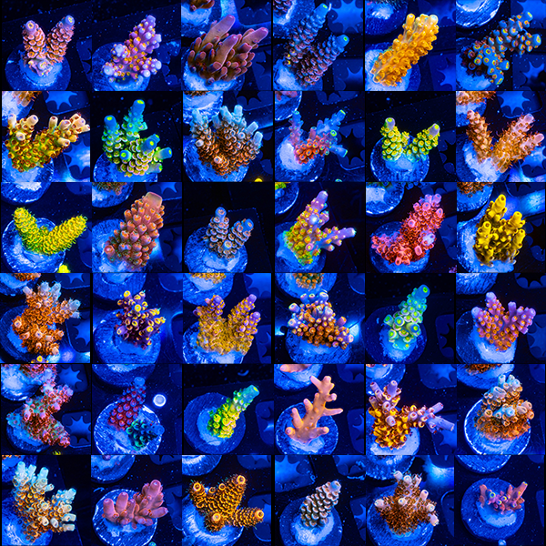 NEW YEAR SALE 750 WYSIWYG FRAGS COMING FRIDAY EVENING 12/26! SIGN UP FOR SMS TO BE NOTIFIED! NEW CUTS UPDATED PICTURES!!!